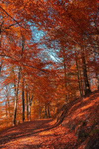 autumn trees